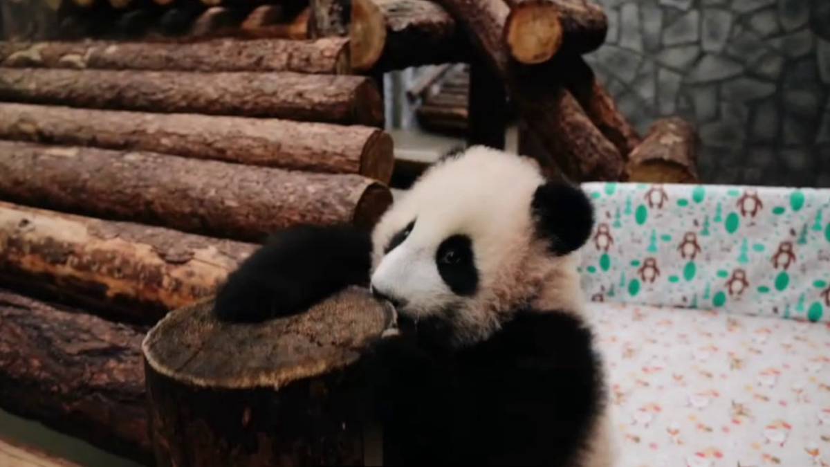 «Малышкой назвать уже сложно»: в зоопарке показали кадры осмотра панды Катюши