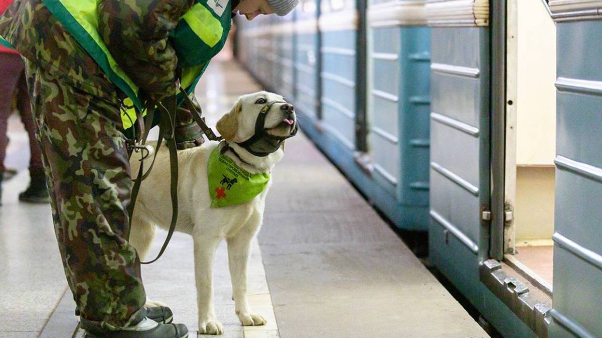 Шестьдесят собак-проводников прошли обучение в московском метро в 2023 году