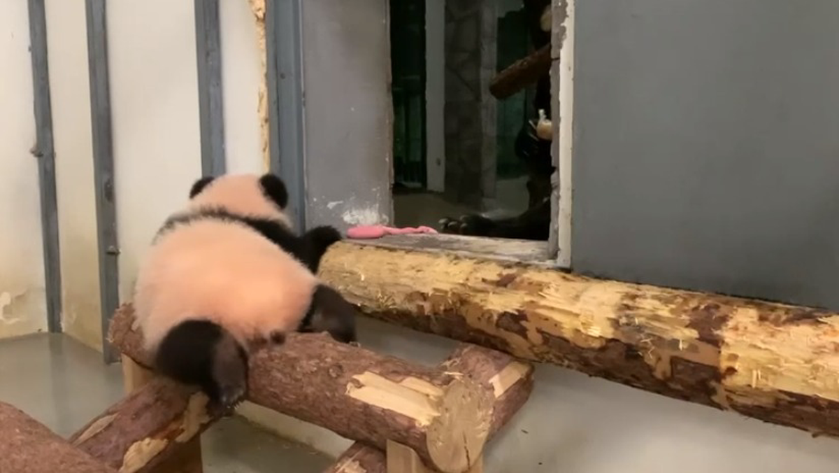 «Целый мир»: Московский зоопарк показал путешествие Катюши по древесной лестнице