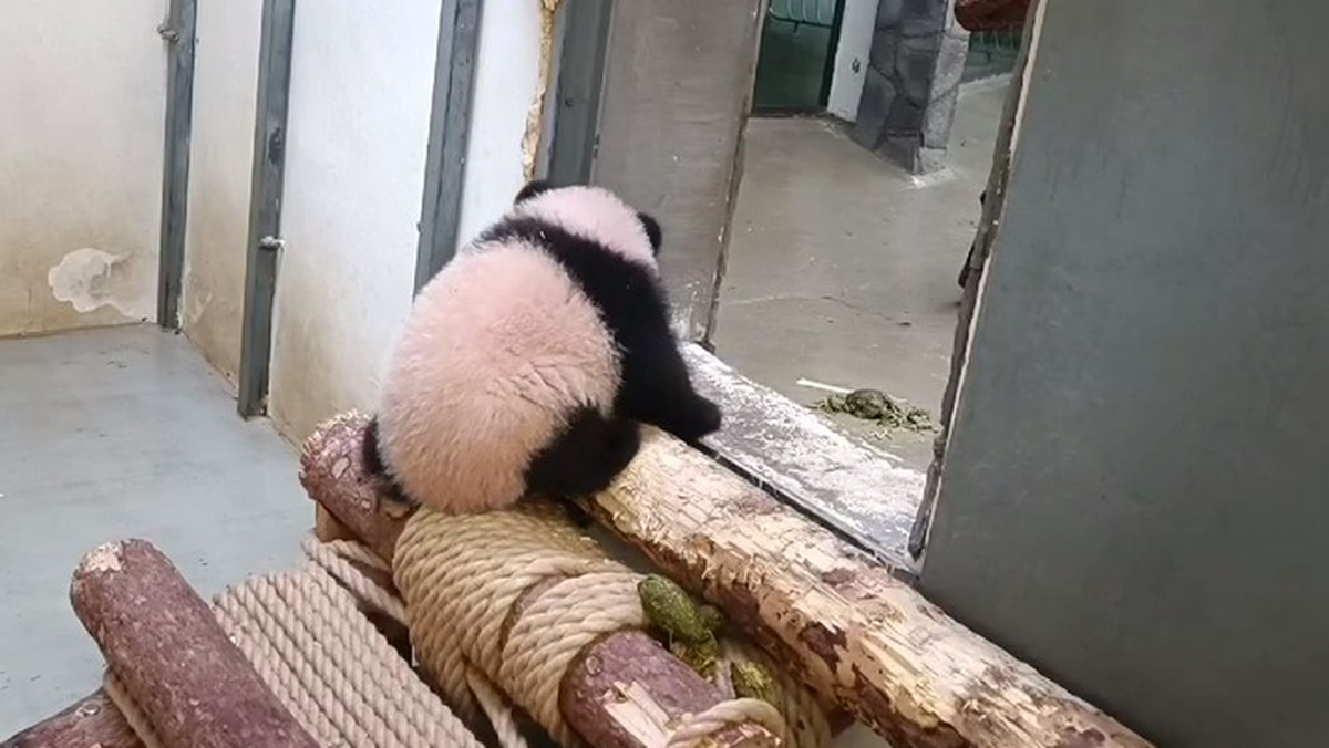 «Развернулась обратно»: Московский зоопарк показал нерешительную малышку-панду