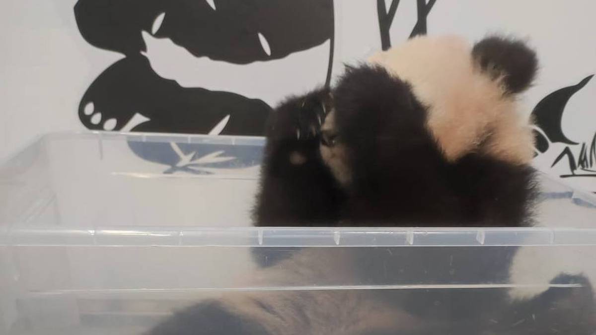 «Стыдно»: Московский зоопарк поделился результатами взвешивания малышки-панды