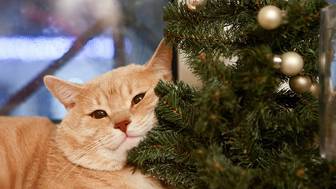 Как правильно встретить старый Новый год