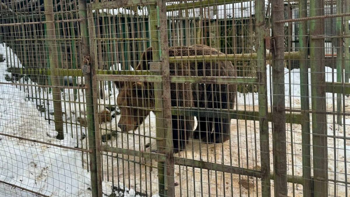 Медведь насмерть загрыз рабочего в придорожном кафе под Смоленском