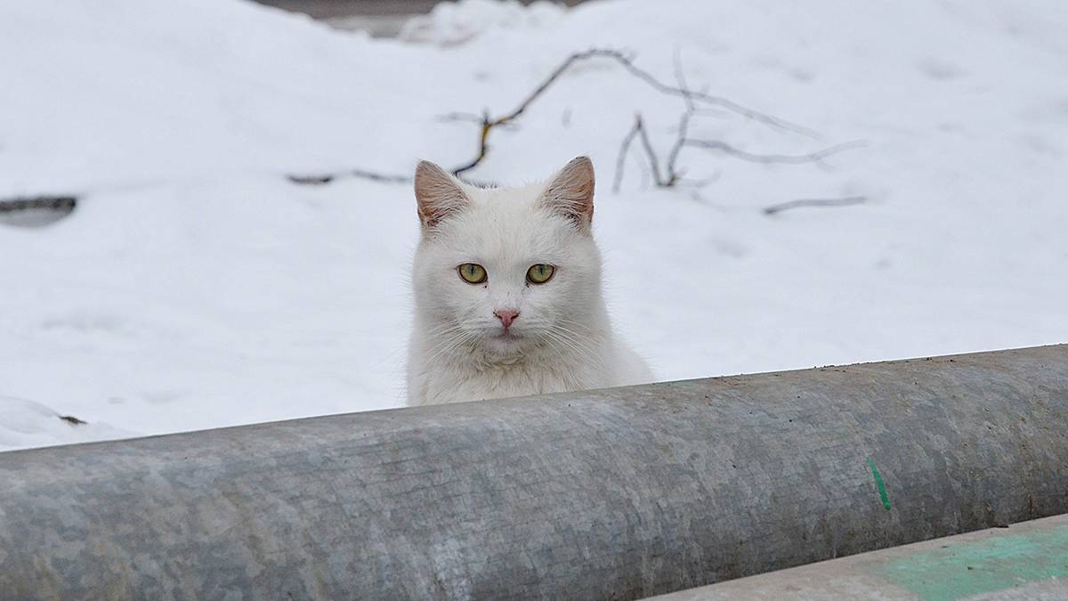 Кричавшего неделю в запертой квартире кота спасли в Новой Москве