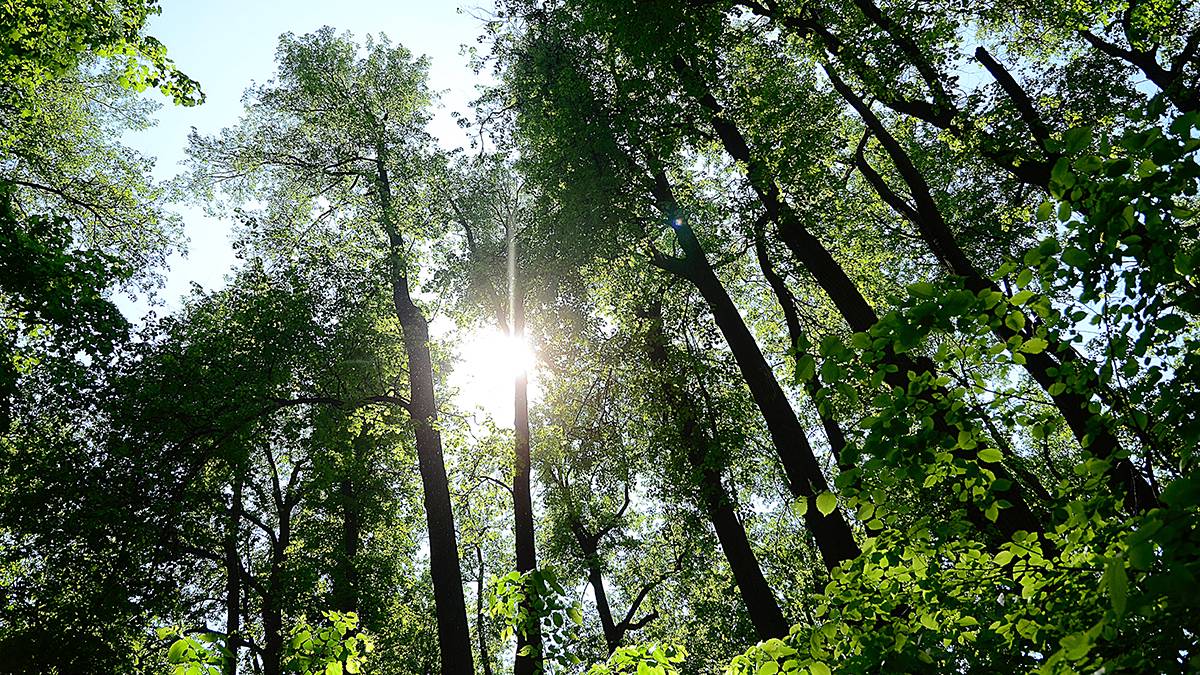 Гидролог Шишкин рассказал, чего нельзя делать заблудившимся в лесу 