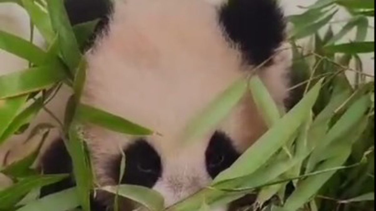 «Сидела в засаде»: в Московском зоопарке показали, как прячется панда Катюша