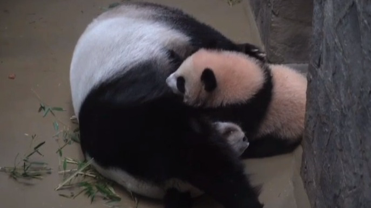 «Заманила»: Московский зоопарк показал хитрый план мамы панды Катюши 