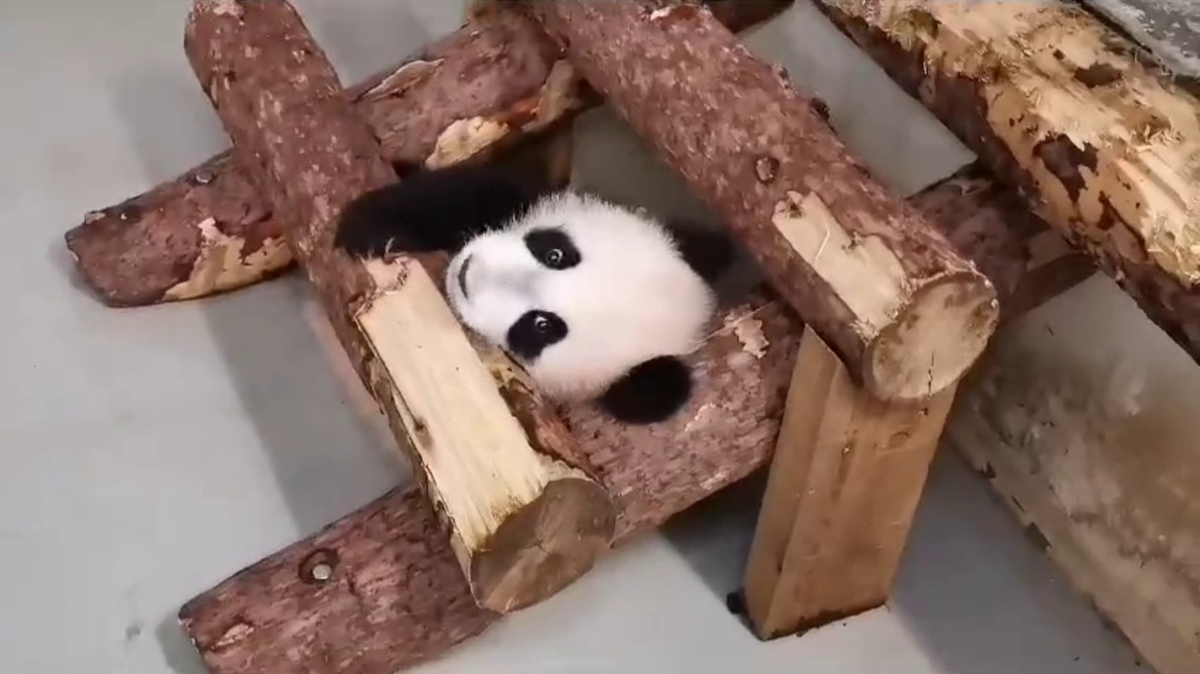 «Может, мама не заметит»: Московский зоопарк показал спрятавшуюся панду Катюшу
