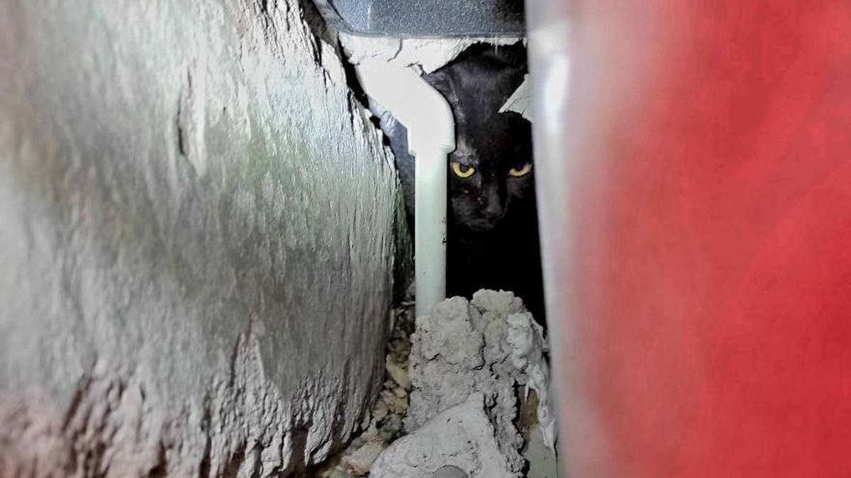 Спасатели в Москве вызволили из-под ванны кошку, которую хозяева считали сбежавшей