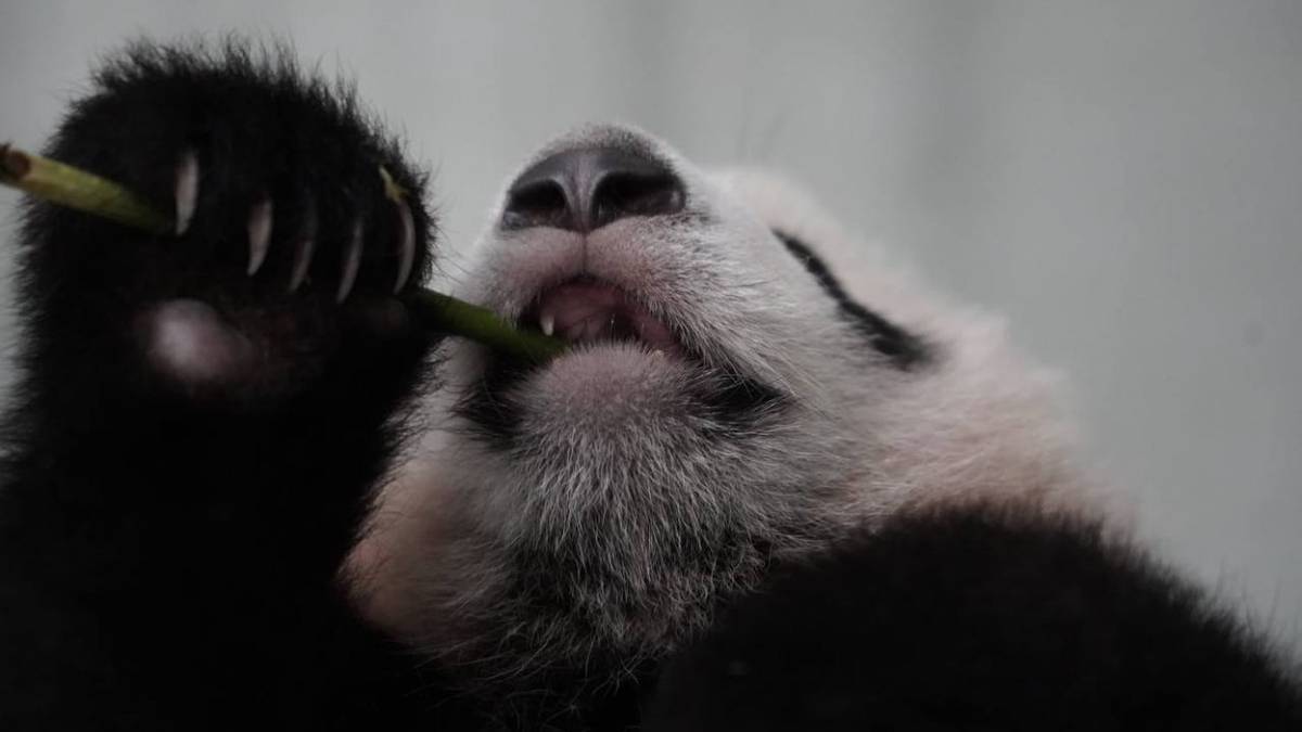 «Катюшин расколбас»: Московский зоопарк показал реакцию малышки-панды на подарки