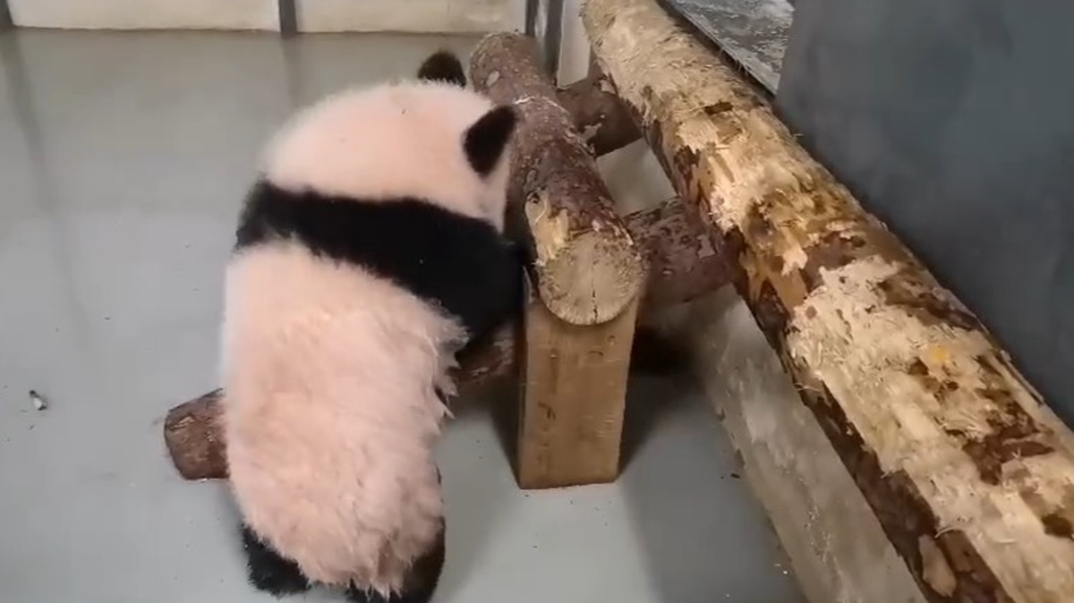 «Почему такой мокрый хвостик?»: Московский зоопарк раскрыл секрет панды Катюши