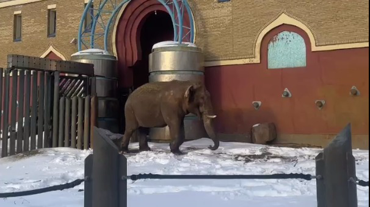 «Еще не весна»: Московский зоопарк показал кадры с прогулки слона Памира