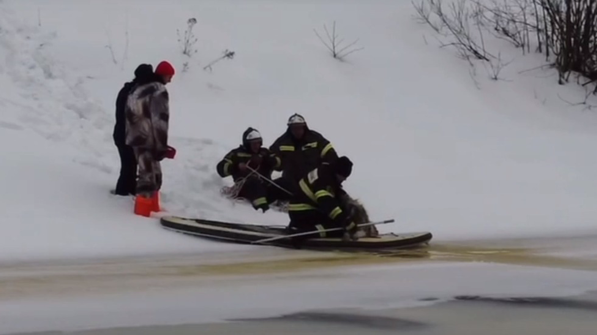 Провалившуюся под лед в Мытищах собаку Умку спасли пожарные 