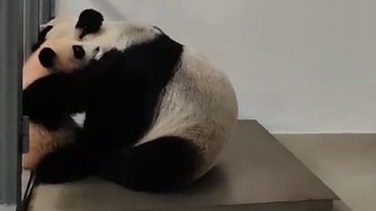 «Будем делать все вместе»: Московский зоопарк показал групповое взвешивание панд