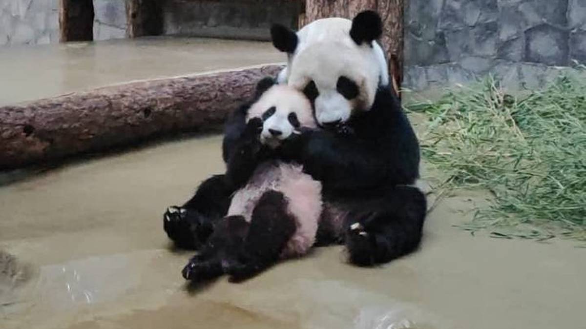 «Мамочкина любовь»: Московский зоопарк показал кадры выхода панд в вольер