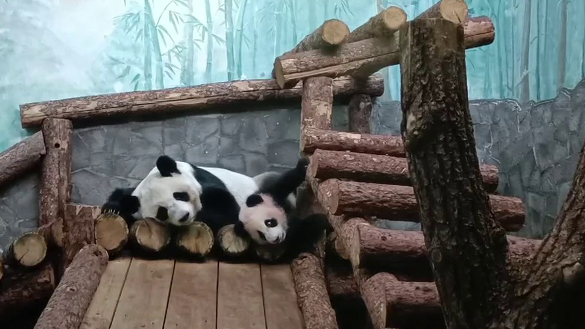 «Тихонько просыпается»: Московский зоопарк показал будни Катюши в главном вольере