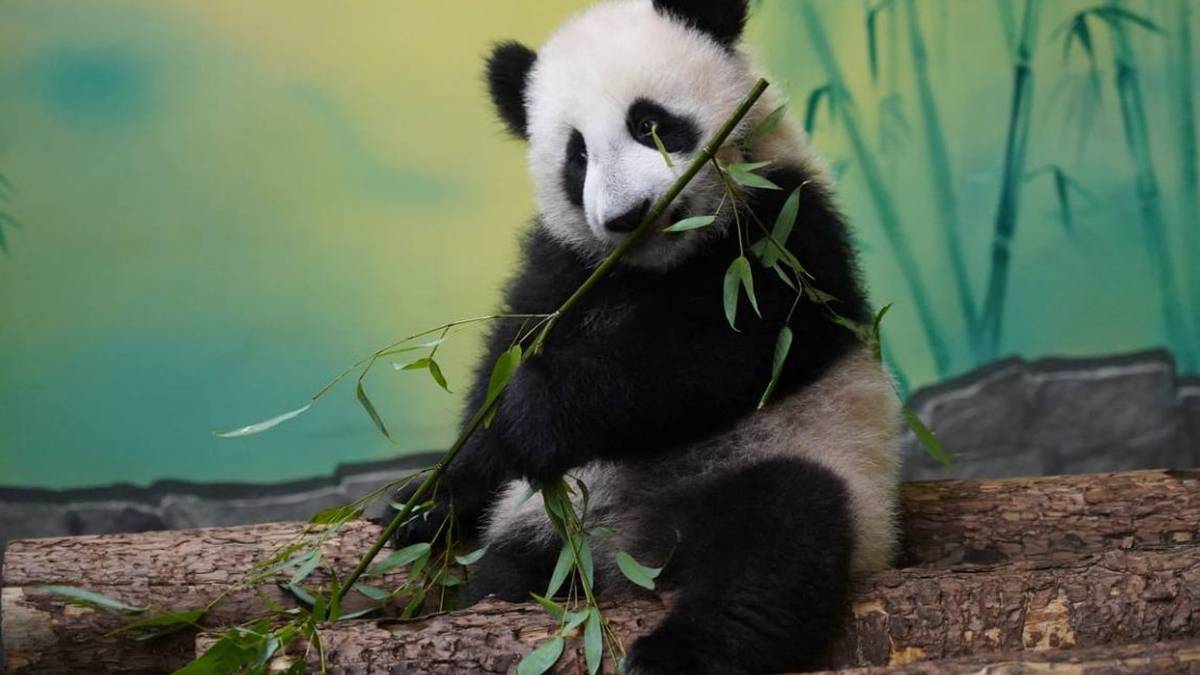 «Хорошее настроение»: Московский зоопарк показал игровое поведение панды Катюши