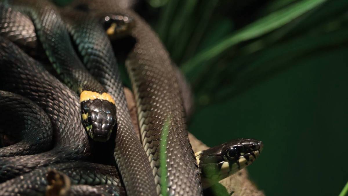 Выставку «Змеиное сафари» временно закрыли в Московском зоопарке