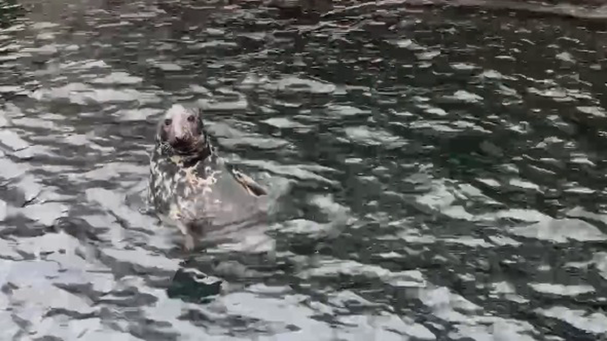 «Серый выныривает»: Московский зоопарк показал неожиданное появление тюленя