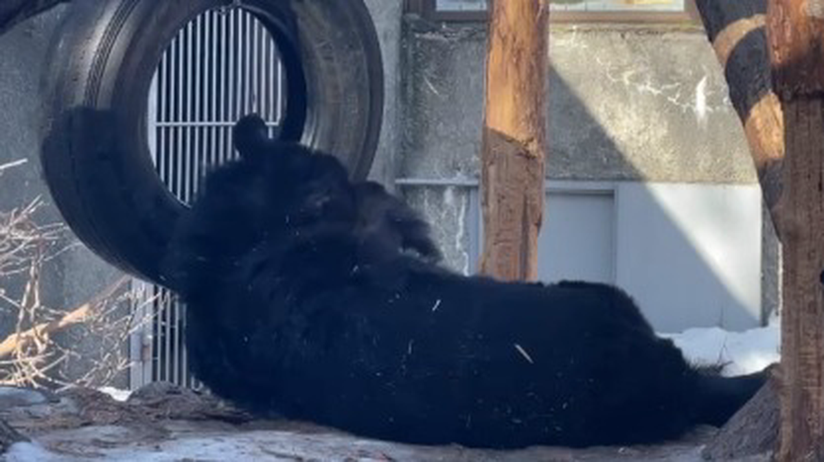 «Знает толк»: Московский зоопарк показал отдыхающего на солнце медведя Фаню