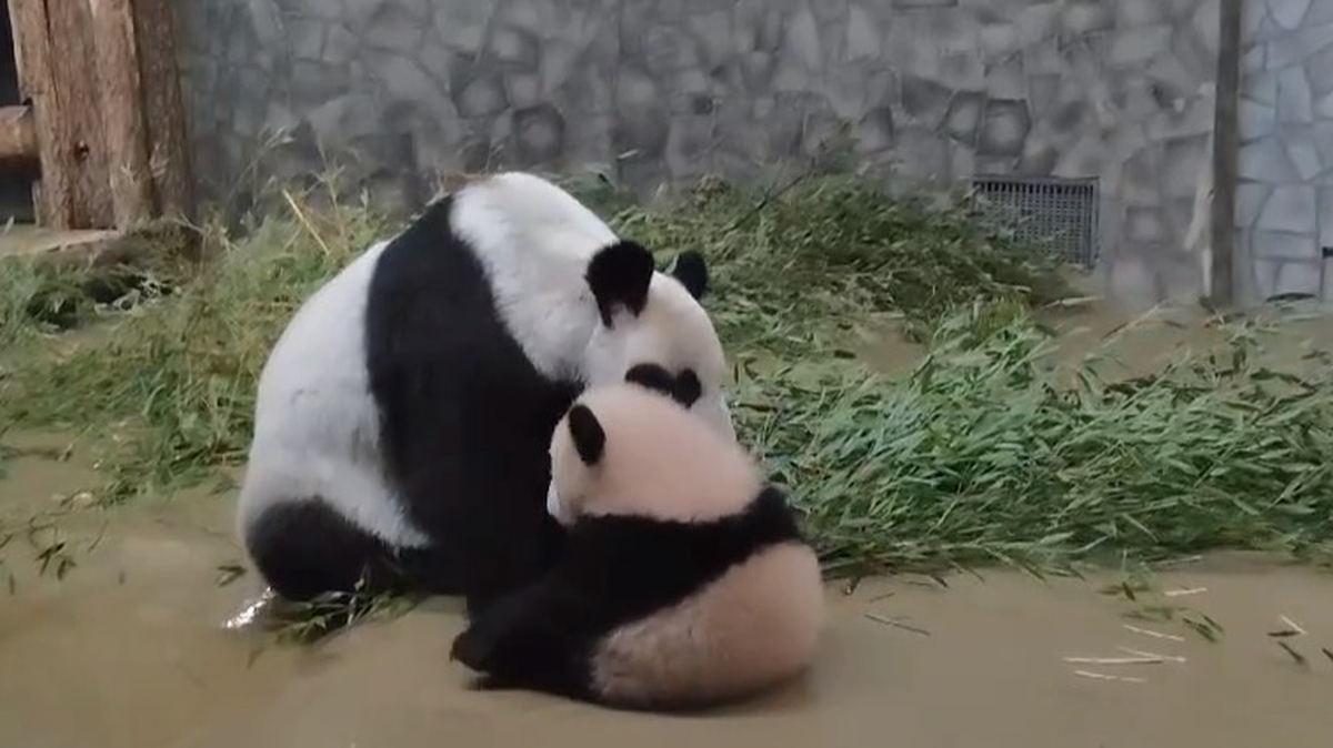 «По плану игры»: Московский зоопарк показал идеальный день панды Катюши
