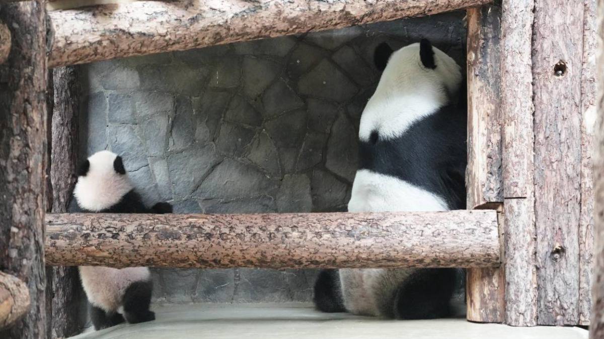 «Играют в прятки»: Московский зоопарк показал забавные фото панд Катюши и Диндин