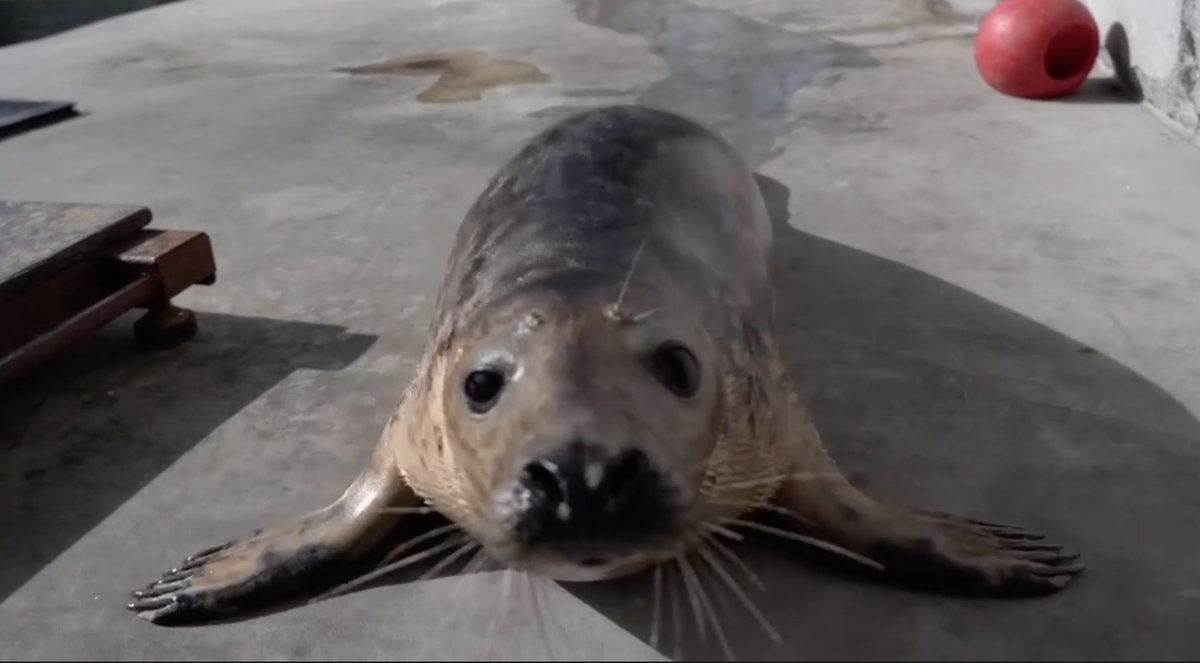 Московский зоопарк показал тюлененка Бруни в его первый день рождения (видео)