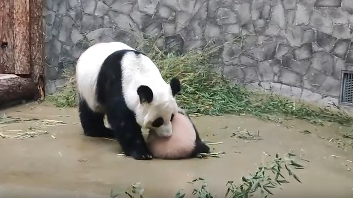Московский зоопарк показал, как панда Диндин тащит дочку Катюшу принять ванну