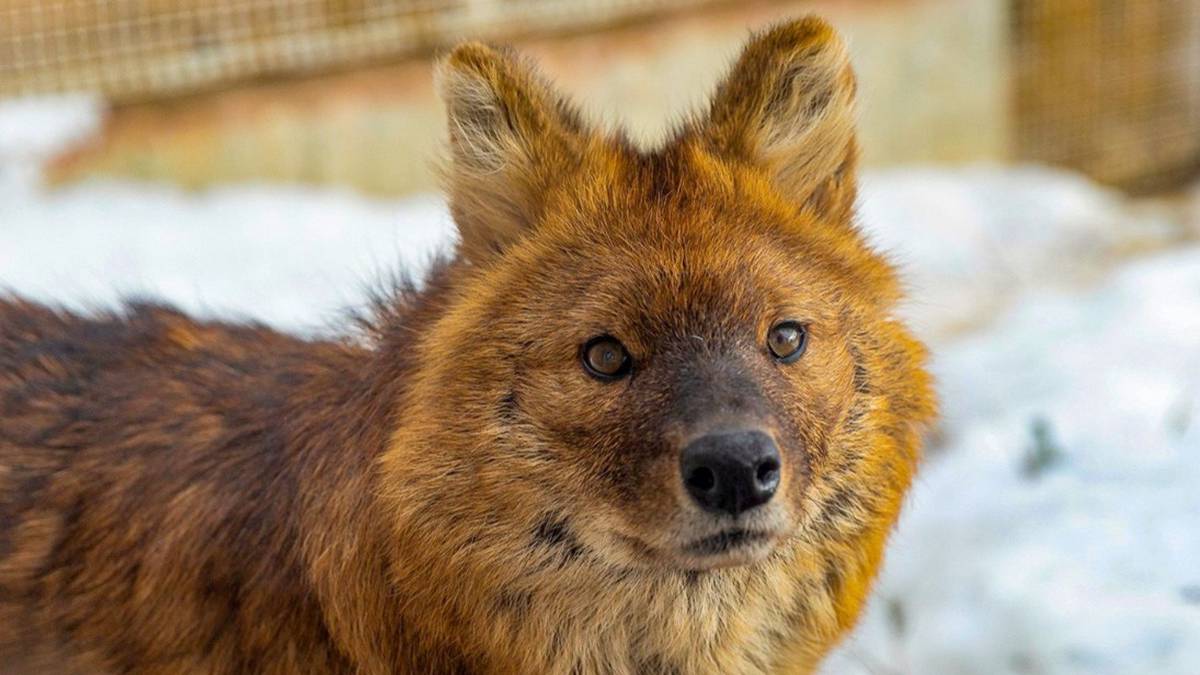ОЭЗ «Технополис Москва» стала опекуном красного волка из Московского зоопарка