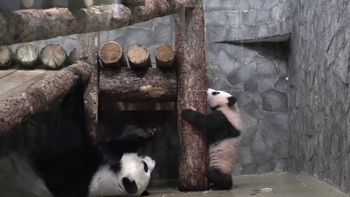 «Учись, дочка»: Московский зоопарк показал, как панда Катюша делает маникюр