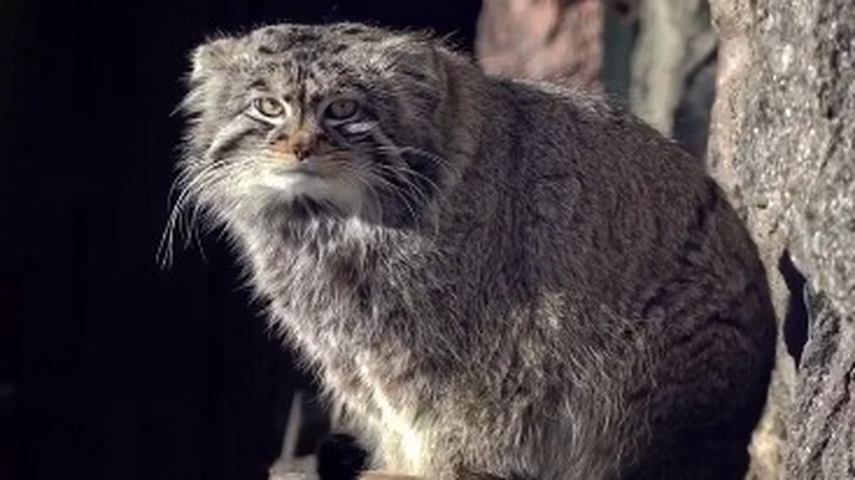 «Особенно живописен»: Московский зоопарк показал видео прогулки манула Тимофея