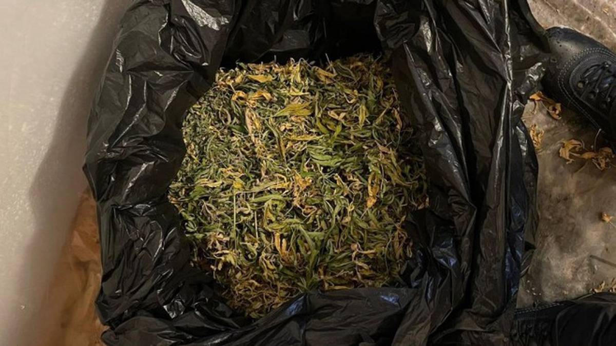 Житель Подмосковья выращивал марихуану на даче