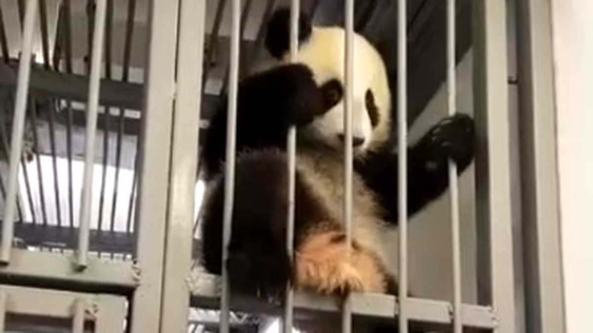 «Караул!»: панда Катюша чуть не «сбежала» из вольера на глазах сотрудников зоопарка