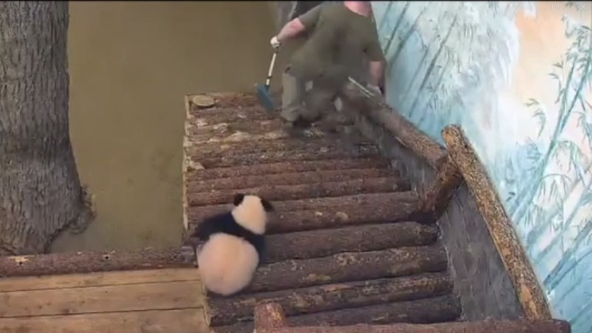 «Весело проходит уборка»: Московский зоопарк показал, как панда Катюша помогает чистить вольер