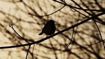 Энергетики защищают электросети от птиц специальными устройствами и изоляцией