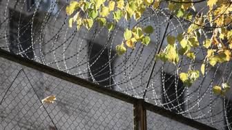 Стрит-арт-художника приговорили к 1,5 года колонии за выброшенного в окно кота