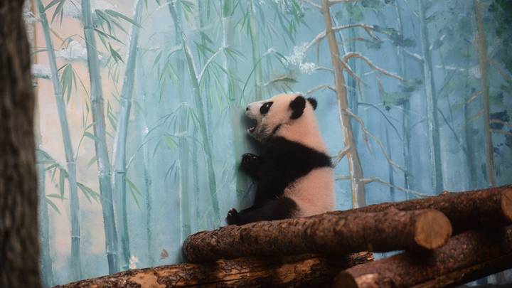 Первый показ панды Катюши и открытие павильона «Фауна Китая» в Московском зоопарке / Фото: Александр Кочубей / Вечерняя Москва
