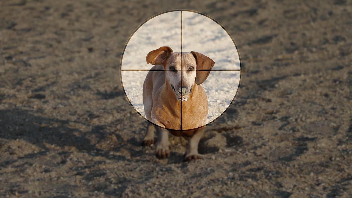 Защита и профилактика: как уберечь собаку от активизировавшихся догхантеров и болезней