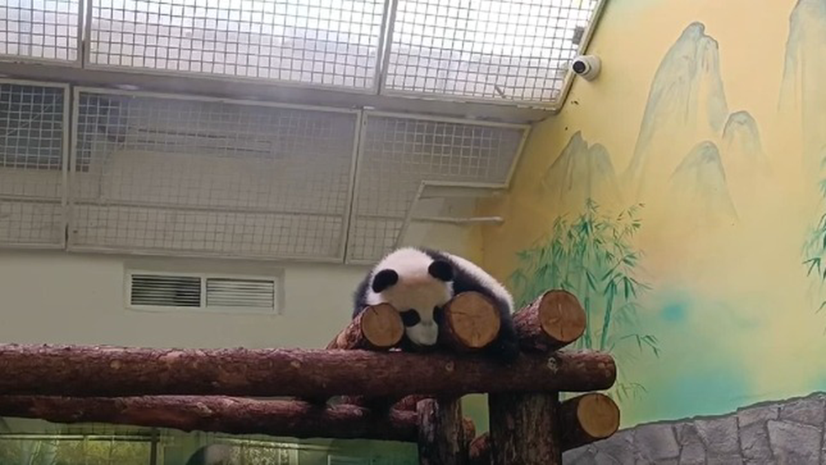 «Укладывается спать»: Московский зоопарк показал, как панда Катюша отходит ко сну