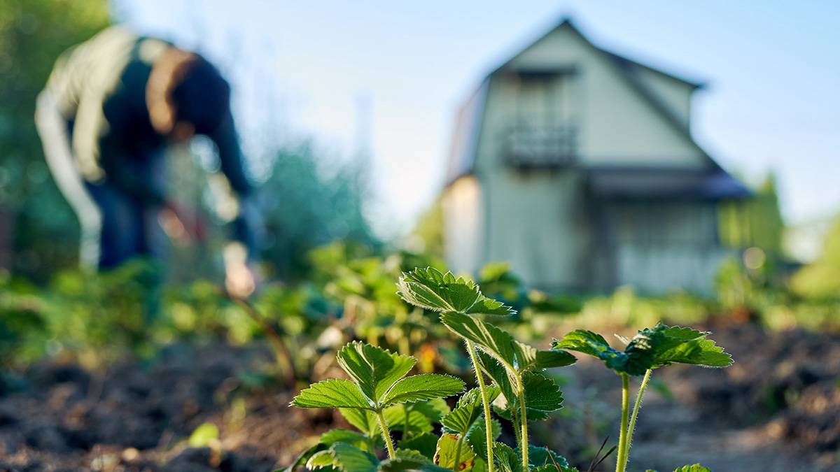 Любые материалы: агроном Воробьев рассказал, как спасти огород от заморозков