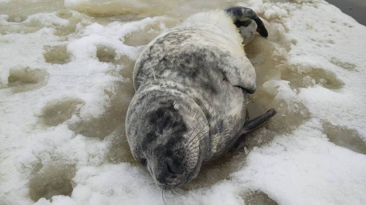 Детенышей тюленя и нерпы спасли в Ленинградской области