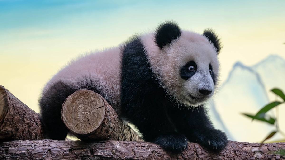 «Наши девочки просыпаются»: Московский зоопарк показал утро панды Катюши