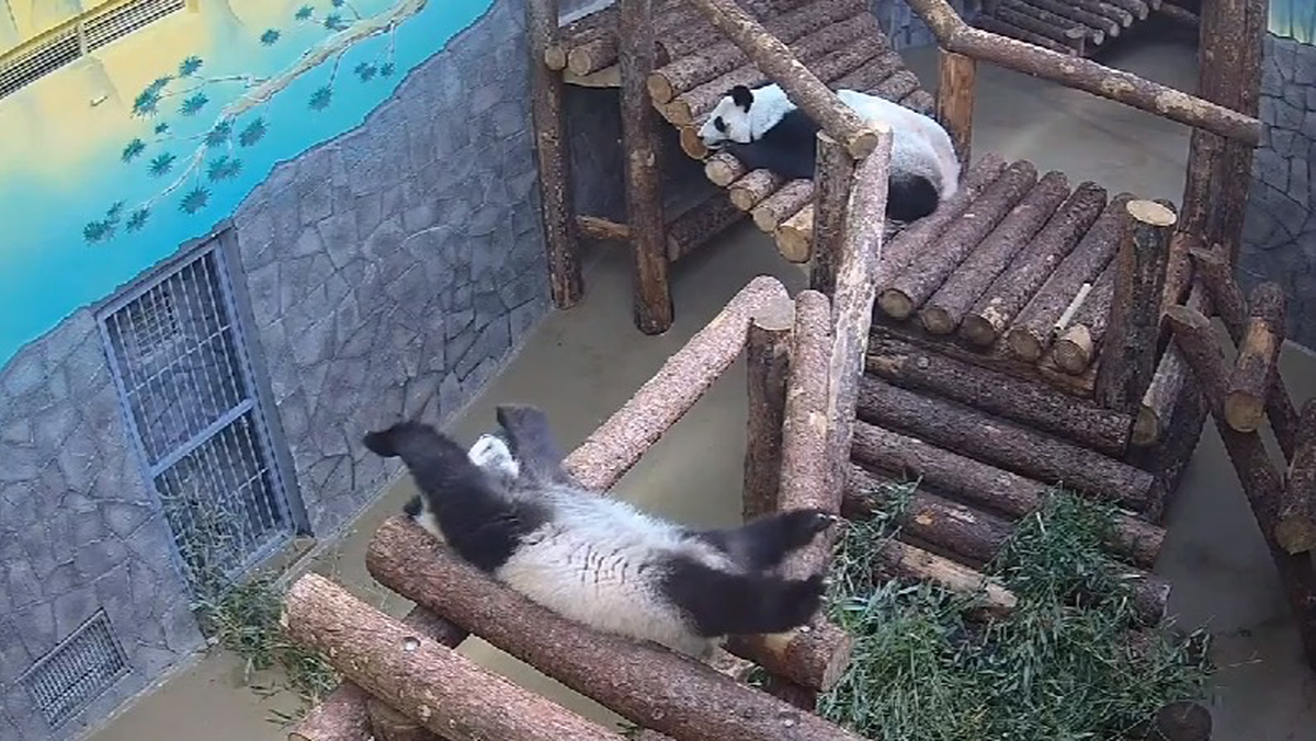 «Потягивается»: Московский зоопарк показал, как панда Катюша отходит ко сну