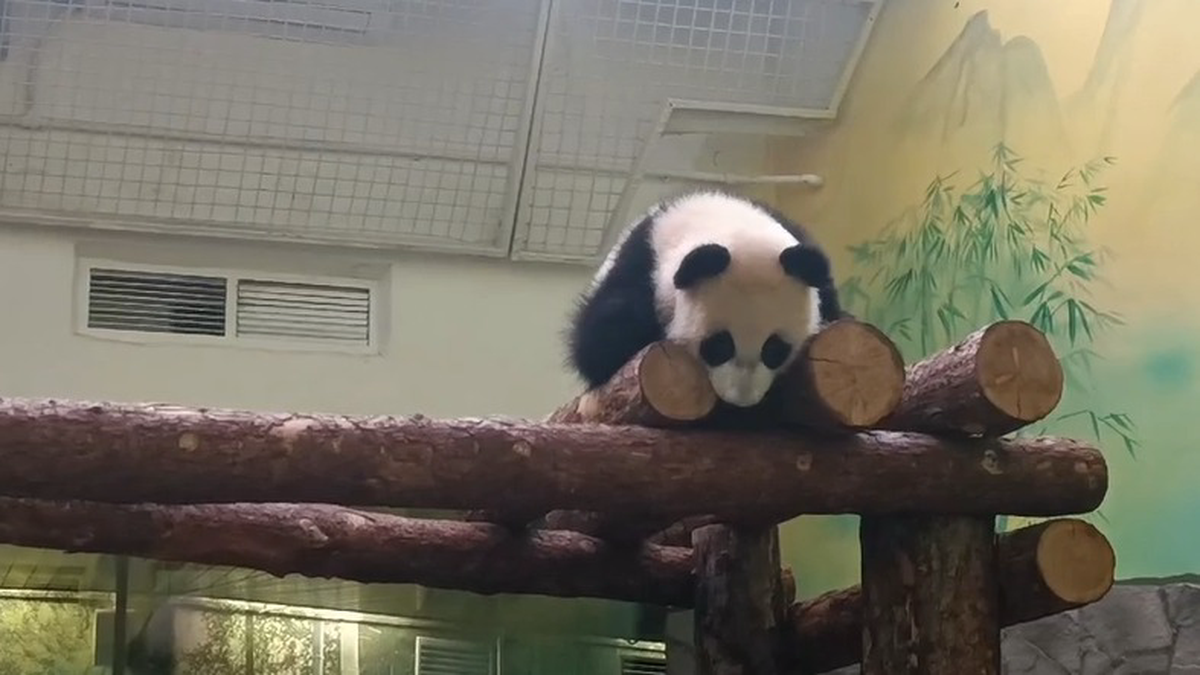 «Самая беззаботная»: Московский зоопарк показал счастливый пятничный вечер Катюши