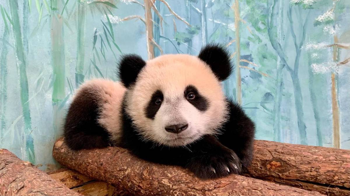 «Справилась»: Московский зоопарк показал, как панда Катюша сама добывает бамбук