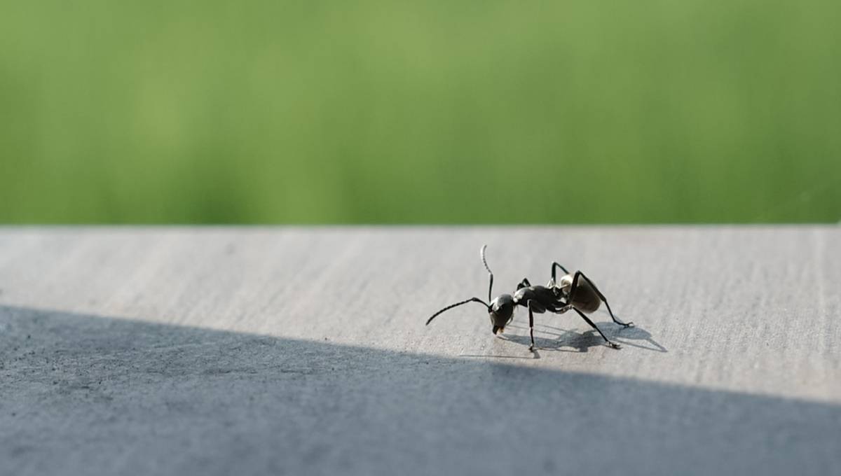 Бледные и боятся света: новый вид муравьев назвали в честь Волан-де-Морта