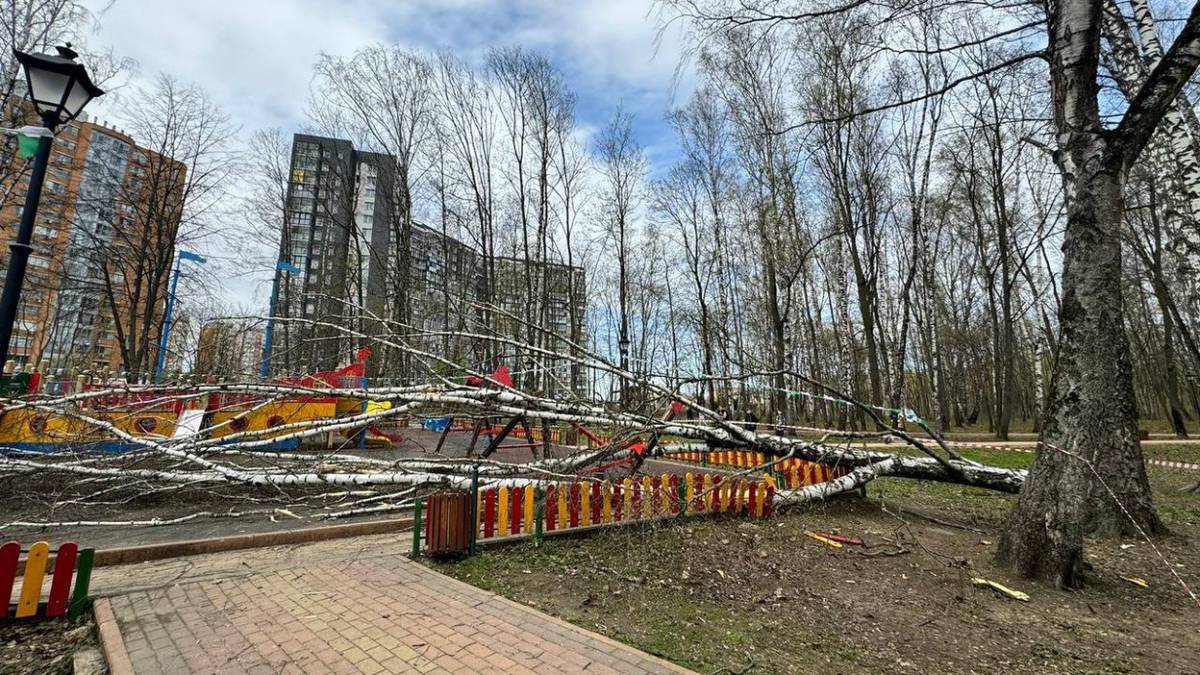 Дерево упало на трехлетнюю девочку в подмосковном Красногорске