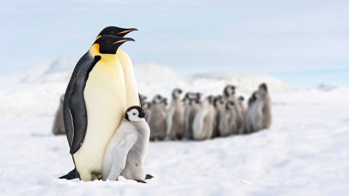 Тоже ходят на свидания: как пингвины выбирают вторую половинку