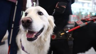 Международный день собак-проводников отметят на Северном речном вокзале 1 мая