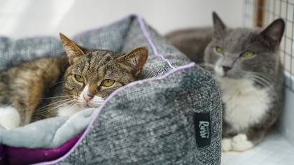 Пойдем домой: как помочь привыкнуть к новой семье питомцу, которого забрали из приюта Пойдем домой: как помочь привыкнуть к новой семье питомцу, которого забрали из приюта